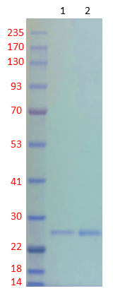 TEV Protease-AB TEV Protease-AB